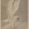 Elisabeth Frink RA (1930-1993) Tawny Owl. Origianl signed etching for sale at Robert Perera Fine Art Gallery Lymington